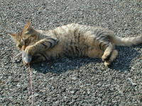 �l�Y�~�𓐂����Ƃ���ɂ��