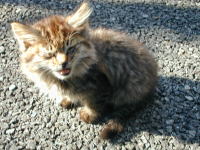 �ӂ���`�ƁA�����Њd����V�E��ɂ��