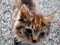 �������Ƃ��Ă��߂�悧�`